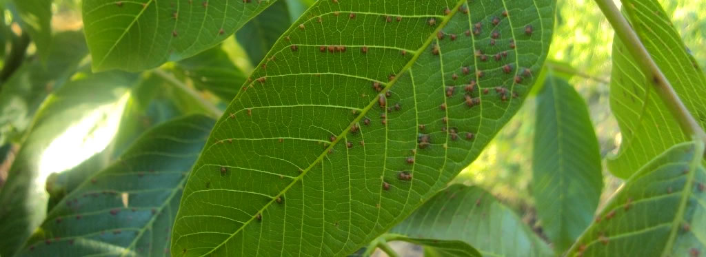 Ceviz Fidanlarında Leucostoma Kanseri