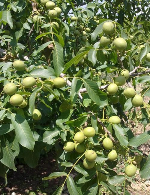 Açık Köklü Fernor Ceviz Fidanı